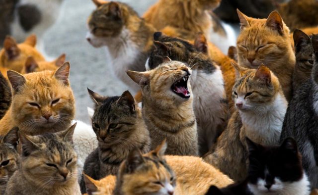 Так выглядит кошачий рай: в Сети показали гавайский остров, на котором живут 600 кошек