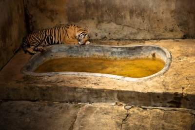 Фотограф показал реалии жизни животных в зоопарках. Фото