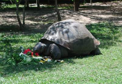 Эту черепаху признают самым старым животным на планете. Фото