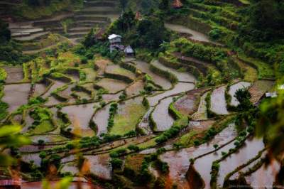 Рисовые долины на Филиппинах в ярких снимках. Фото