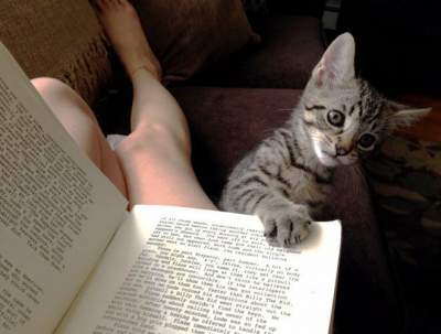 Смешные котики, обожающие читать