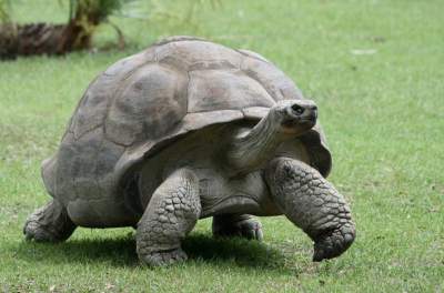Эту черепаху признают самым старым животным на планете. Фото