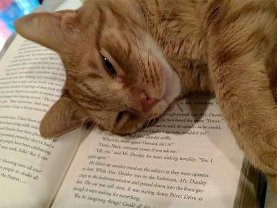 Смешные котики, обожающие читать