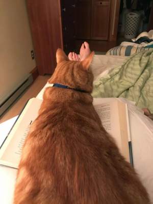 Смешные котики, обожающие читать