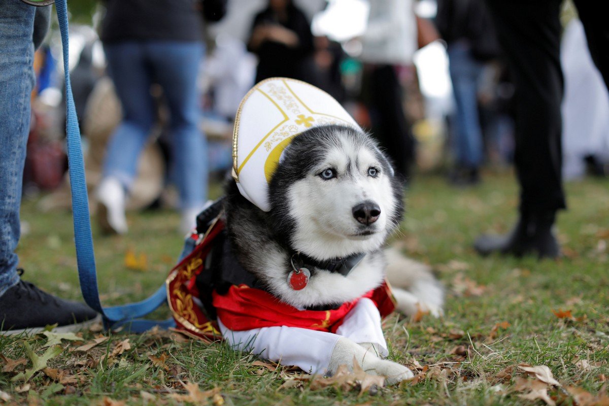 Ежегодный парад собак в честь Хэллоуина в Нью-Йорке