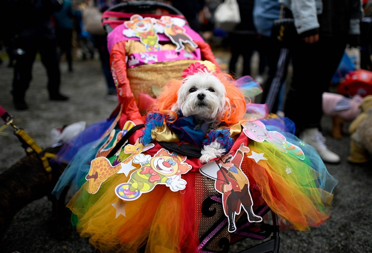 Ежегодный парад собак в честь Хэллоуина в Нью-Йорке