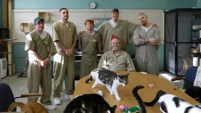 Самая добрая тюрьма для мужчин, в которой живут кошки (ФОТО)