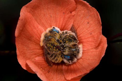 Завораживающие снимки пчел, которые спят в цветках (ФОТО)