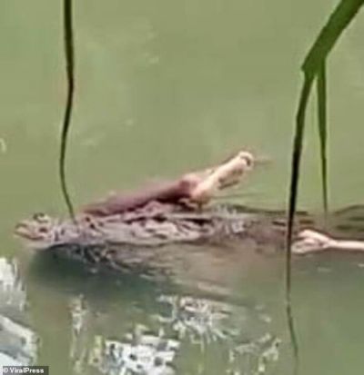 В Індонезії крокодил-людожер затягнув чоловіка під воду: відео