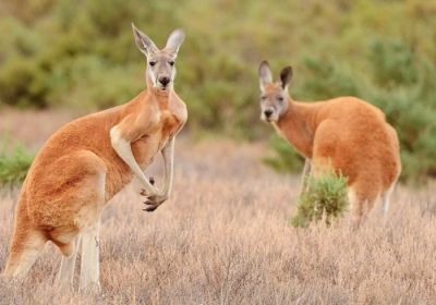 В Австралії дозволили відстрілювати кенгуру