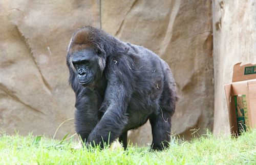 В Конго гориллы забавно позировали для селфи с рейнджерами