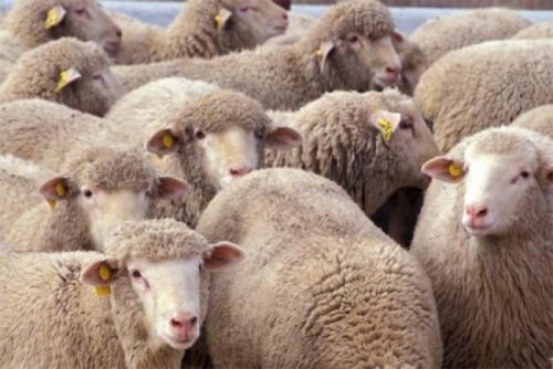 У Німеччині поїзд наїхав на стадо овець, 45 тварин загинуло