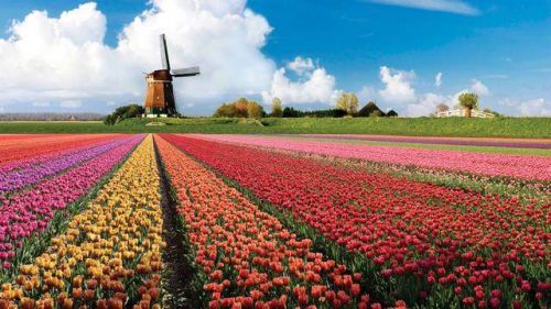 Нидерланды в удивительных фактах (ФОТО)