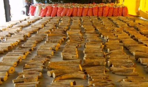 У Сінгапурі конфіскували 8,8 тонн слонової кістки на суму $12,9 млн
