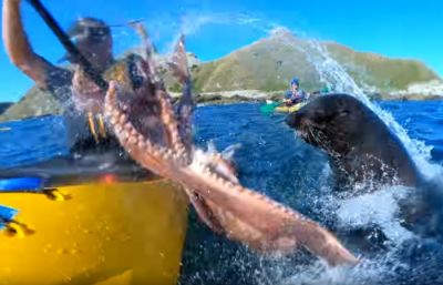У Новій Зеландії, нахабний тюлень, жбурнув в обличчя каякеру восьминога (відео)