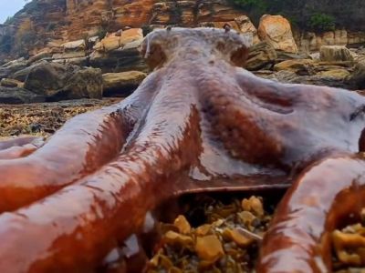 Берегись осьминога: обитатель морских глубин случайно оказался на суше (ВИДЕО)