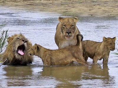 Семья львов, известных своей неприязнью к воде, принимала речные ванны (ВИДЕО)