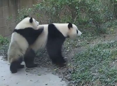 «Воспитательный момент»: Сеть повеселило семейство панд