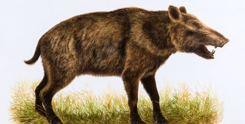 В США обнаружили удивительное древнее животное