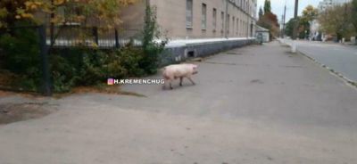 В Кременчуге посреди улицы гуляла свинья