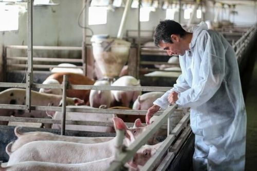 Новий штам SADS-CoV від свиней може заражати людей
