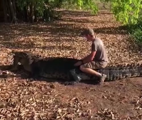 Датський біолог осідлав п’ятиметрового крокодила в Австралії (відео)