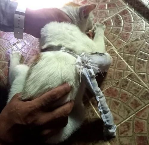 Поліція Панами затримала кота-кур’єра, який намагався пронести наркотики у в’язницю