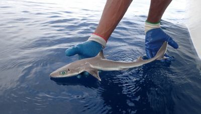 У Флориді знайшли новий вид акул, схожих на персонажів аніме