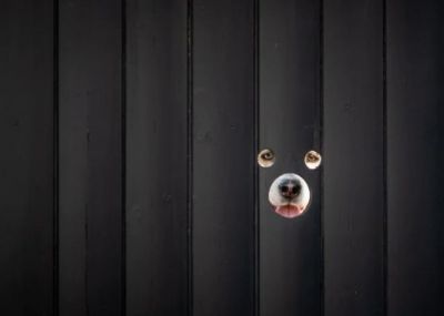 Британец просверлил дырки для собак в заборе и создал городскую достопримечательность (ФОТО)