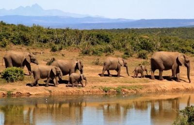 Розлючені слони затоптали браконьєра в Національному парку ПАР