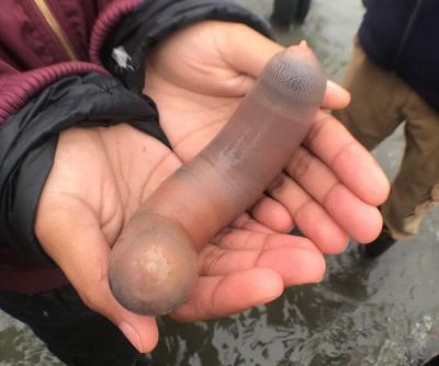 На пляжі Каліфорнії вимило тисячі черв’яків у формі пеніса