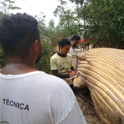 В лісах Бразилії далеко від океану знайшли горбатого кита