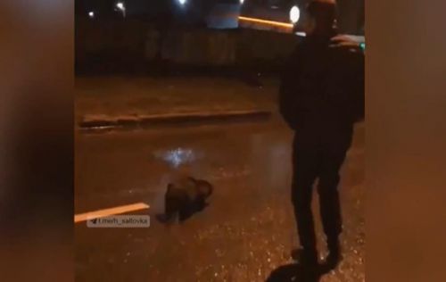 Бобер разгуливал на улице Харькова