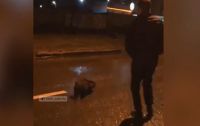 Бобер разгуливал на улице Харькова