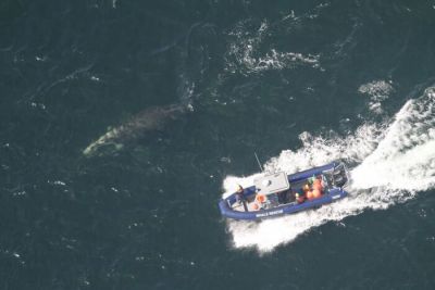 У Канаді врятували полярного кита, який заплутався в рибацьких сітках