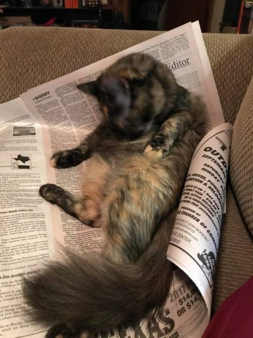 Забавные коты, обожающие читать