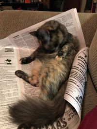 Забавные коты, обожающие читать