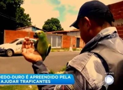 У Бразилії «заарештували» папугу, який сповіщав наркоторговців про наближення поліції