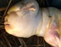 Козеня-мутант із &laquo;людським обличчям&raquo; народилося в Індії