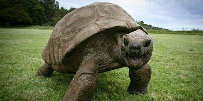 Эту черепаху признают самым старым животным в мире (ФОТО)