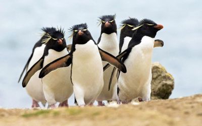 Из-за коронавируса в США закрыли океанариум: по залам гуляют пингвины