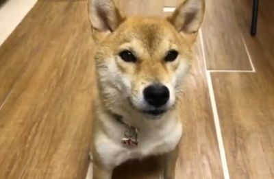 В Японії собака навчилася говорити (відео)