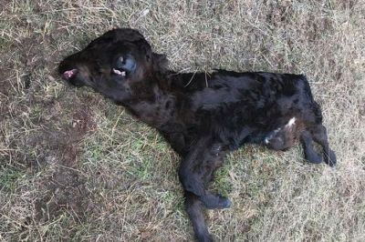 На фермі в США народилось двоголове теля