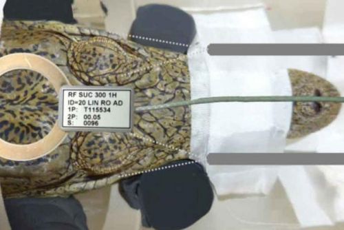 Вчені дали крокодилам послухати Баха в апараті МРТ