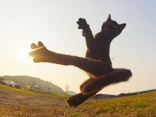 Японский фотограф обнаружил котов-ниндзя