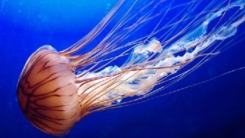 Врачи подсказали, как оказать первую помощь при укусе медузы