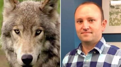 У національному парку в Канаді вовк напав на сім’ю, яка спала в наметі