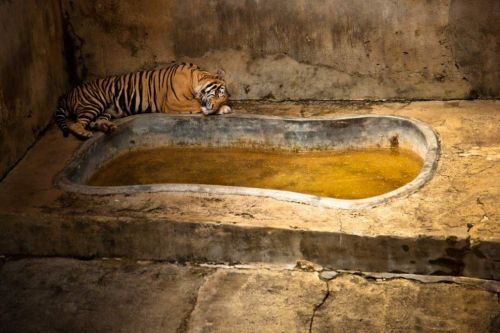 В сети показали реалии жизни животных в зоопарках (ФОТО)