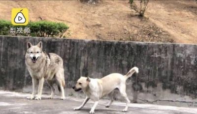 У китайському зоопарку вовк подружився з собакою