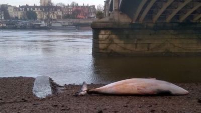 Під мостом на березі річки Темза у Лондоні викинуло мертвого кита